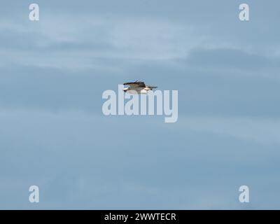 Osprey, bird of Prey, in flight Stock Photo