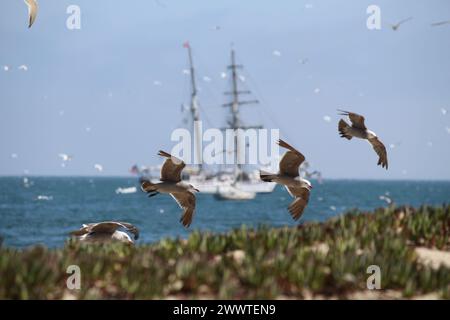 Seagulls in California Stock Photo