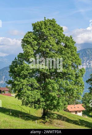Sycomore Tree Germany Sycamore tree, Habitus, Acer pseudoplatanus