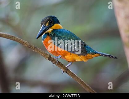 Green-and-rufous kingfisher (Chloroceryle inda, Chloroceryle inda inda), female perched on a branch, Brazil, Pantanal Stock Photo