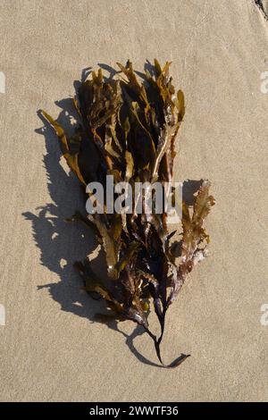 Black wrack, Toothed wrack, Serrated wrack, Saw Wrack (Fucus serratus), on sandy beach, France, Brittany Stock Photo
