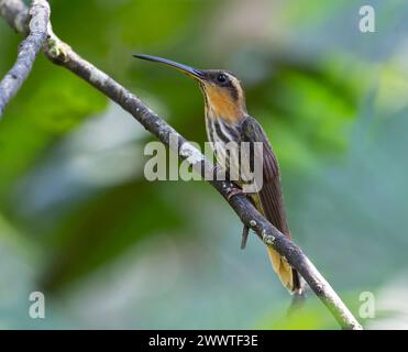 saw-billed hermit (Ramphodon naevius), female perching on a branch, side view, Brazil Stock Photo