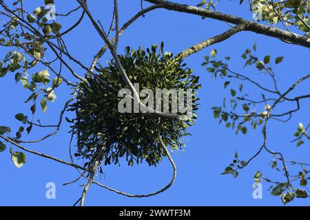 mistletoe (Viscum album subsp. album, Viscum album), European mistletoe in a poplar tree, France, Brittany, Erquy Stock Photo