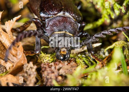 Prionus longhorn beetle, Greater British longhorn, The tanner, The sawyer (Prionus coriarius), on the ground, portrait, Germany Stock Photo