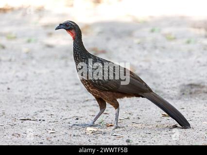 chestnut-bellied guan (Penelope ochrogaster), walking on the gorund, Brazil, Pantanal Stock Photo