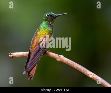 Brazilian ruby (Clytolaema rubricauda), male perched on a thin branch, Brazil Stock Photo