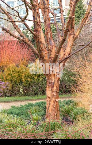 paperbark maple (Acer griseum), trunk, Europe, Bundesrepublik Deutschland Stock Photo