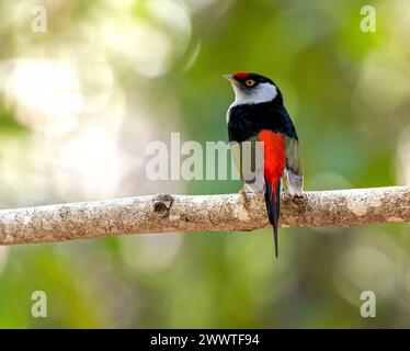 Pin-tailed manakin (Ilicura militaris), adult male perched on a branch in Brazilian rain forest, Brazil Stock Photo