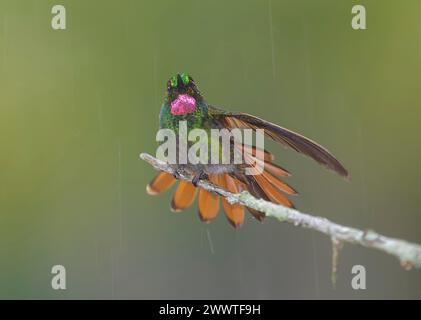 Brazilian ruby (Clytolaema rubricauda), male perching on a branch in the rain, Brazil Stock Photo
