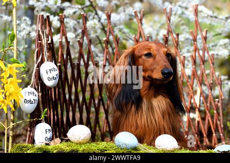 Long-haired Dachshund, Long-haired sausage dog, domestic dog (Canis lupus f. familiaris), red long-haired dachshund sitting in easter decoration, Germ Stock Photo