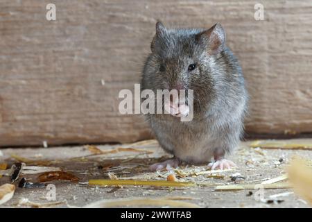 house mouse (Mus musculus), sitting on its hind legs and eating on a wooden floor with straw remains, Germany Stock Photo