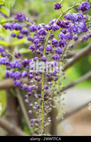 Japanese wisteria (Wisteria floribunda 'Violacea Plena', Wisteria floribunda Violacea Plena), flowers of cultivar Violacea Plena Stock Photo