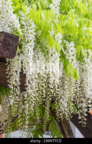 Japanese wisteria (Wisteria floribunda 'Shiro-noda', Wisteria floribunda Shiro-noda), flowers of cultivar Shiro-noda Stock Photo