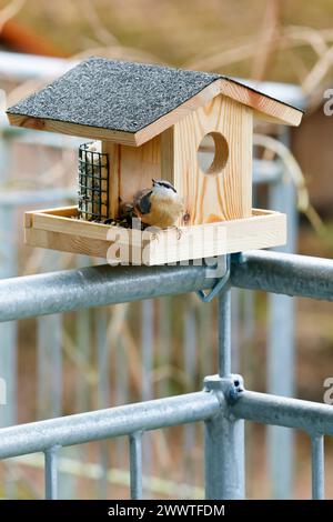 Eurasian nuthatch (Sitta europaea), with nuthatch at Bird feeder on a balcony, Germany Stock Photo