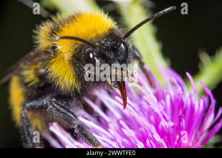 field cuckoo bumblebee (Bombus campestris, Psithyrus campestris), sitting on a thistle, Germany Stock Photo