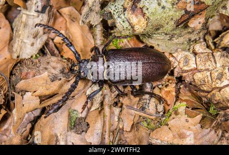 Prionus longhorn beetle, Greater British longhorn, The tanner, The sawyer (Prionus coriarius), on the ground, Germany Stock Photo