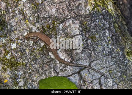 common wall lizard (Lacerta muralis, Podarcis muralis), top view, Germany Stock Photo