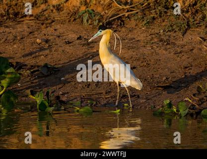 Capped heron (Pilherodius pileatus), standing at the waterside, side view, Brazil, Pantanal Stock Photo