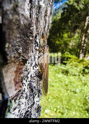 stonefly (Perla grandis), sitting on bark, Germany Stock Photo