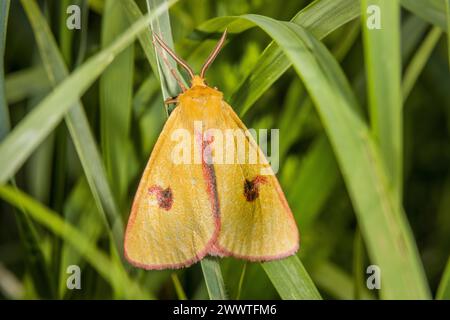 clouded buff moth (Diacrisia sannio), top view, Germany Stock Photo