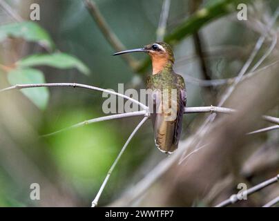 hook-billed hermit (Ramphodon dohrnii, Glaucis dohrnii), adult perched on a thin branch in Atlantic Forest in Brazil - Vulnerable species, Brazil Stock Photo