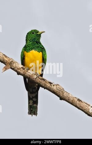 African emerald cuckoo (Chrysococcyx cupreus), sitting on a branch, Aequatorialguinea Stock Photo