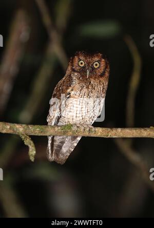 Black-capped screech owl, Variable screech owl (Megascops atricapilla), sitting on a branch at night, Brazil Stock Photo