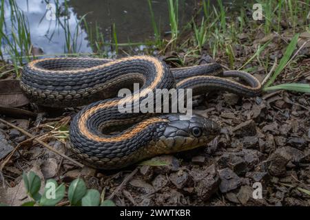 An aquatic gartersnake (Thamnophis atratus), a snake from the Santa Cruz mountains of California. Stock Photo