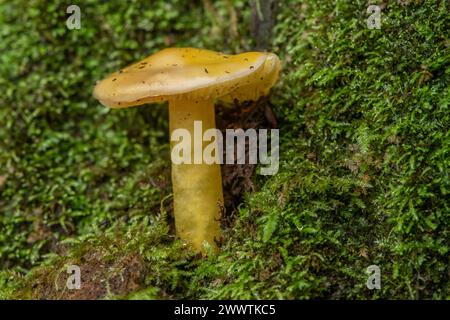 a yellow Russula flavida, a mushroom, growing amidst moss in the Northern California forest. Stock Photo