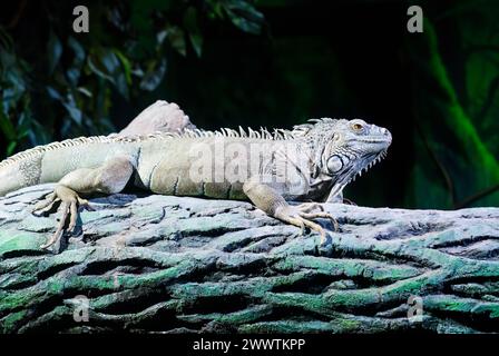 the green iguana, also known as the American iguana or the common green iguana sitting on the tree Stock Photo