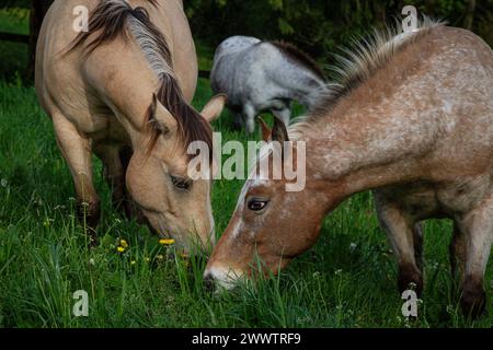 Stunning horses, living their best lives Stock Photo