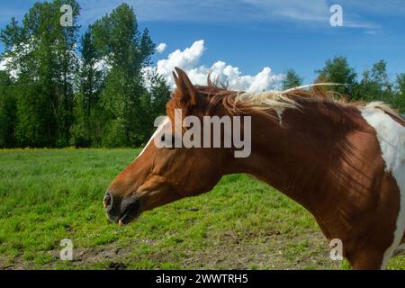 Stunning horses, living their best lives Stock Photo