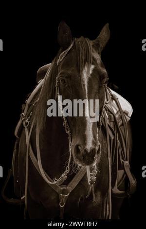 Stunning horses, living their best lives Stock Photo