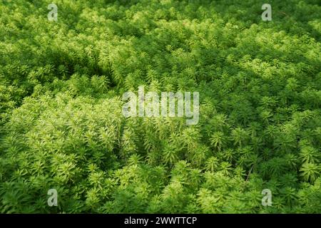 Myriophyllum spicatum/aquaticum in a pond Stock Photo