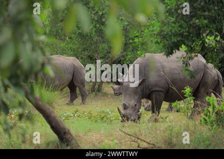 Arua, Uganda. 23rd Mar, 2024. White rhinoceros graze at the Ziwa Rhino Sanctuary which has been acting as a breeding ground for them in Nakasongola District, Uganda, on March 23, 2024. TO GO WITH 'Roundup: Uganda makes progress in preparing for rewilding endangered white rhinoceros' Credit: Patrick Onen/ Xinhua/Alamy Live News Stock Photo