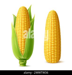 Realistic ripe sweet corn cobs with juicy kernels. Isolated 3d vector yellow raw maize corncobs with green leaves. Nutritious, tender, sugary cylindri Stock Vector