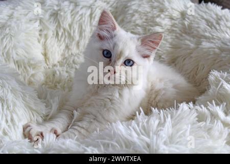 Red flame point ragdoll kitten cat lying on a white bed Stock Photo