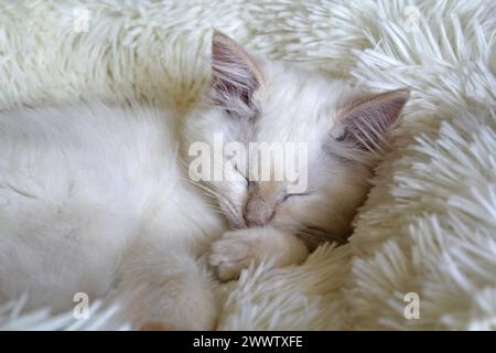 Red flame point ragdoll kitten cat sleeping on a white bed Stock Photo