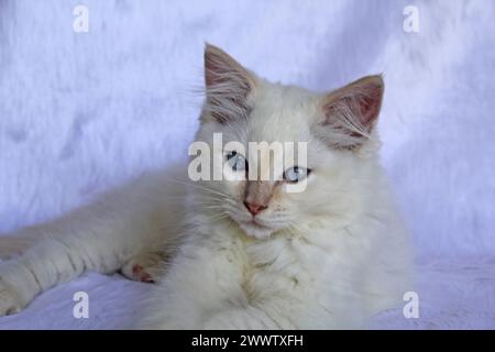 Red flame point ragdoll kitten cat lying on a white background Stock Photo