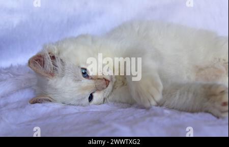 Red flame point ragdoll kitten cat lying on a white background Stock Photo