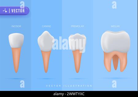 Teeth Types Vector Illustration. Various Healthy Human Tooth Collection. Oral Mouth Stomatoligical Elements Comparison. Anatomical Incisor, Canine, Pr Stock Vector