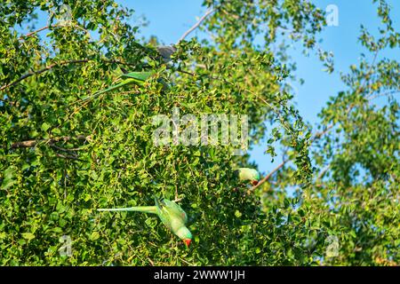 Emerald-collared parrakeet (Psittacula calthorpae, male) feeds on fruits like Juneberry (Amelanchier), winter bird plumage. Now it's a synanthropic bi Stock Photo