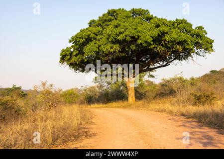 Large tree with green leaves between dry grass next to the gravel road Kruger NP South Africa Stock Photo
