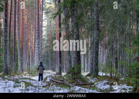 Snow Covered Conifer Forest. Trees growing in a coniferous forest and back view of a man walking in the forest. Winter landscape Stock Photo