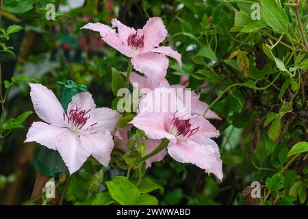 Clematis Pink Fantasy, Late large, pale-pink flowers with darker pink stripes Stock Photo
