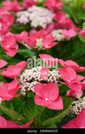Hydrangea macrophylla Lady in Red, lace cap,  flowerheads of rosy-red sterile flowers surround pinkish-green fertile flowers Stock Photo