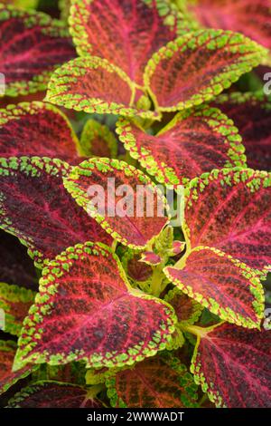 Coleus scutellarioides Red Dwarf, coleus Red Dwarf, multi-coloured leaves, red central regions, lime green fringe Stock Photo