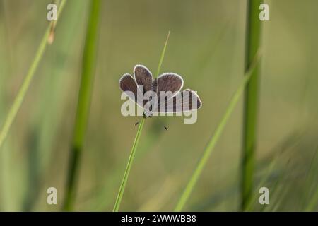 Small Blue Butterfly; Cupido minimus; Female; Upperside; UK Stock Photo