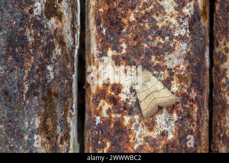 Treble Lines Moth; Charanyca trigrammica; on Rusty Metal; UK Stock Photo