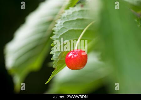 Wild Cherry Tree; Prunus avium; Fruit; UK Stock Photo